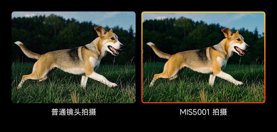 MIS5001实拍活动中的小狗,低暗电流拍摄,噪点降低